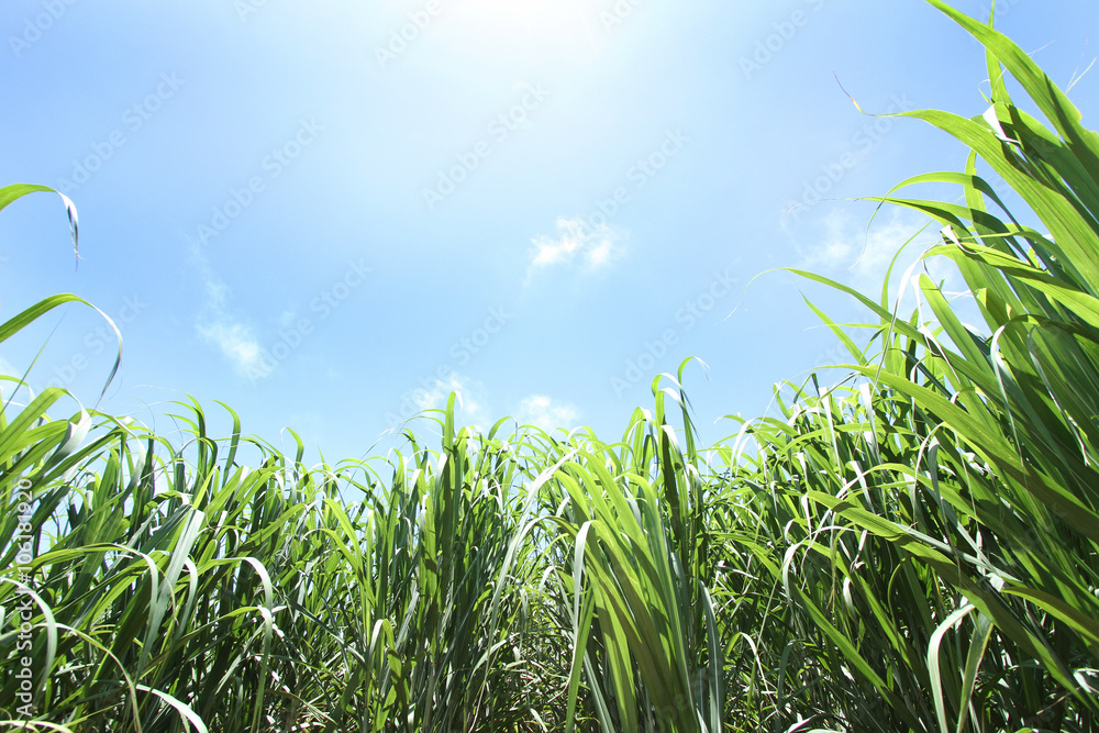 AdobeStock_106181920_Preview